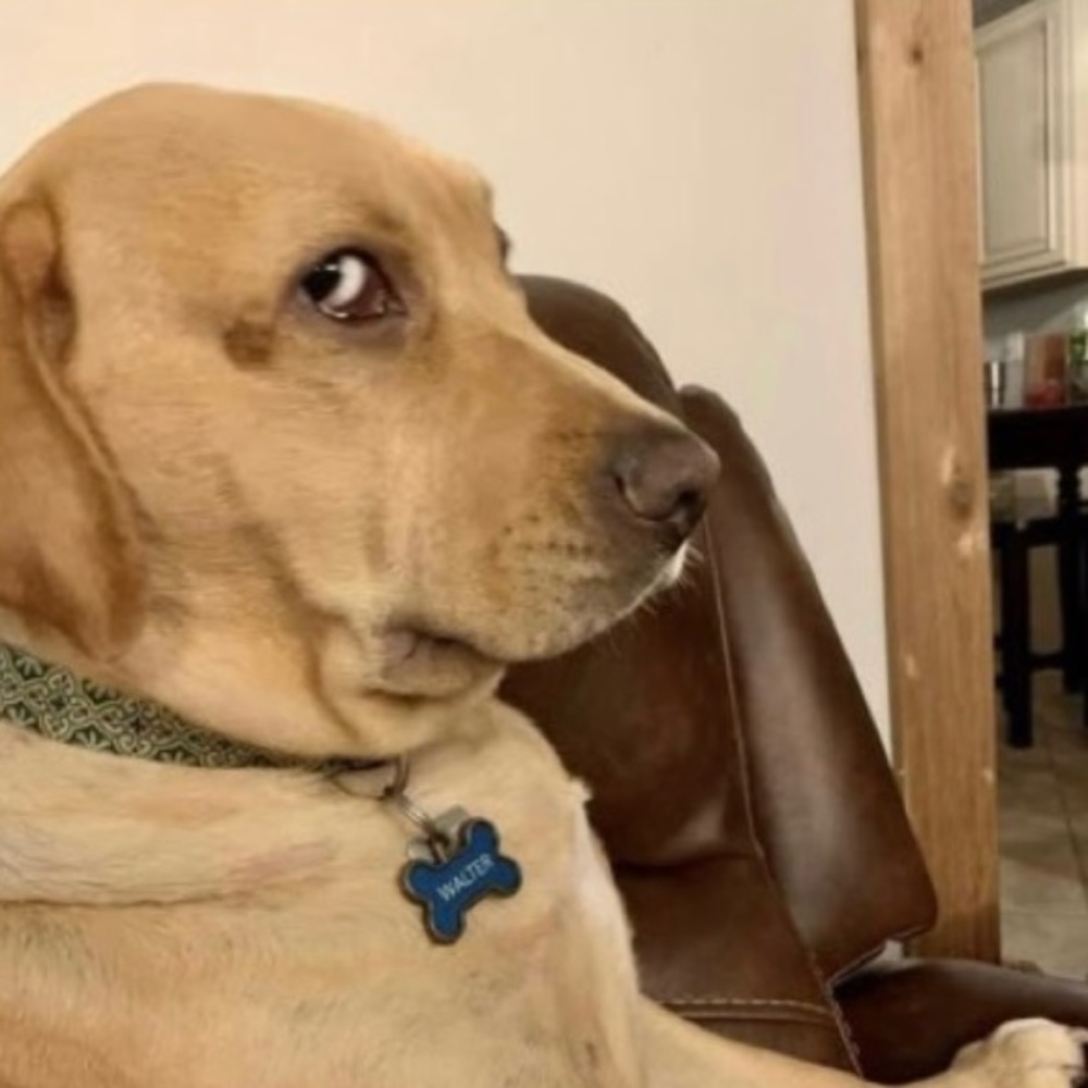 Meet your Posher, Ida